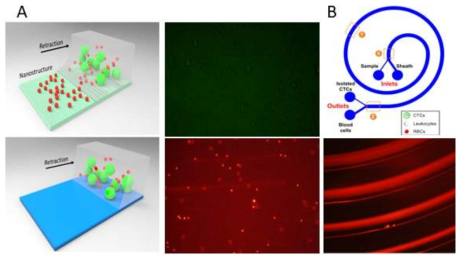 마이크로 구조물이 있는 미세유체소자내 유체의 유동 및 세포 분리 모식도 및 작은 입자들만 미세유체소자내 남아있는 형광 이미지