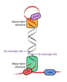 C. elegans와 차이가 있는 H. Sapiens miRNA의 구조적 특징