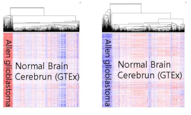 Allen glioblastoma와 Brain database (GTEx)의 gene expression을 비교한 그림. 해당 자료들은 hg19로 align된 자료이지만 서로의 발현 비교는 불가능하다. 위의 자료는 특히 차이가 나는 부분에 대하여 정리한 heatmap이고 이에 대한 DEG를 구할 수 없다. (이와 관련하여 Allen glioblastoma sample내에서 invasion border와 central tumor를 비교하는 DEG등을 사용할 수 있어 이에 대해 분석 진행)