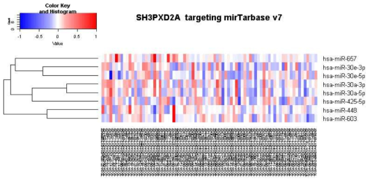 SH3PXD2A mRNA 고저발현에 따라 구분 후 mirTarbase v7로 관련 miR level확인한 자료. 일부 좌측(mRNA 고발현)에서 관련 miRNA등이 증가한 것으로 추정된다