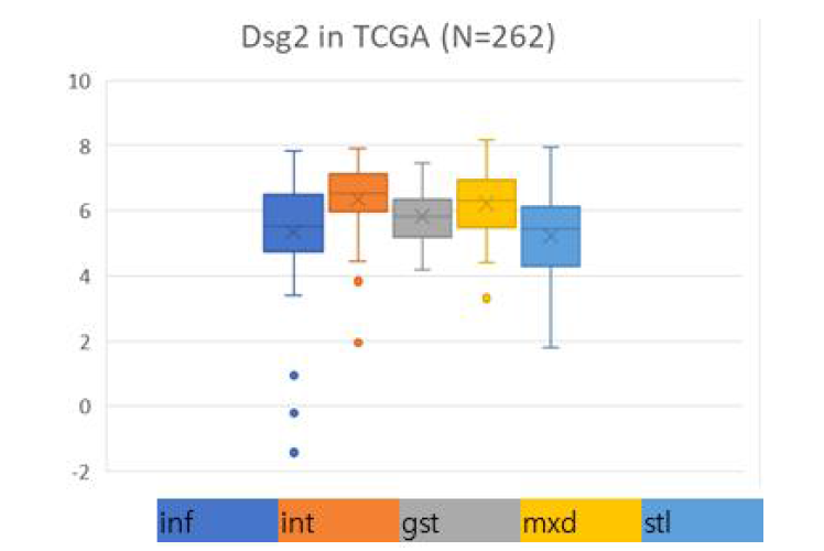 Dsg2의 분자아형별 발현 분석