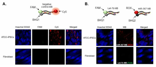 (A) 컨트롤 분자 표지체와 (B) 좌: Let-7b, 우: miR-367의 개념도 및 표적 전달 실험 결과