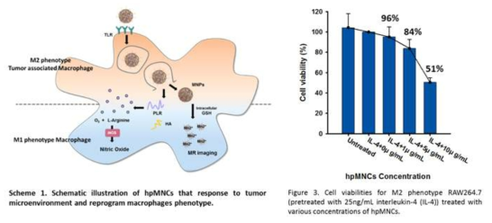 면역항암치료가 가능한 MRI 조영제 나노 복합체와 이를 이용한 MTT 실험