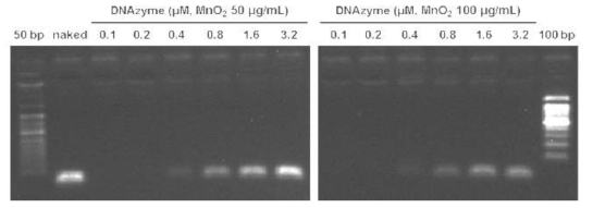 일정한 농도의 hMnO2 나노입자(50 μg/mL 또는 100 μg/mL)와 결합한 DNAzyme 농도(0.1-3.2 μM)에 따른 전기영동 실험 결과