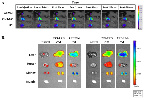 동물 수준에서 PEI-PEG 나노복합체의 miRNA 전달 능력 확인 (A)시간에 따른 암조직에서 miRNA 전달 확인 이미지 (B)miRNA전달 48시간 이후, 장기 및 암 조직의 miRNA 양 비교 이미지