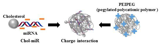 PEIPEG와 cholesterol 결합된 miRNA (Chol-miR)의 복합체 제조 개략도