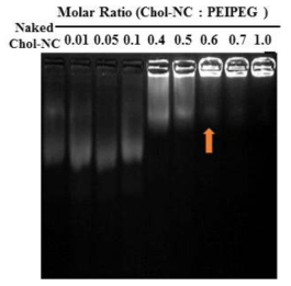 Chol-miR와 PEIPEG의 결합 비율에 따른 전기영동 실험 결과