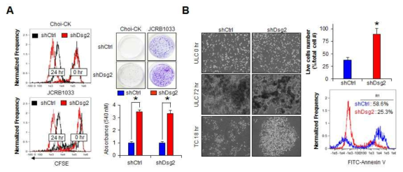 Dsg2 발현 조절에 의한 세포의 증식 및 생존력
