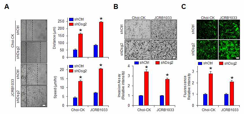 Dsg2 발현 조절에 의한 세포의 운동성