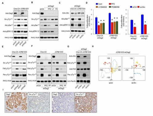 Src kinase 활성 매개 세포 증식 및 운동성 조절기전 규명