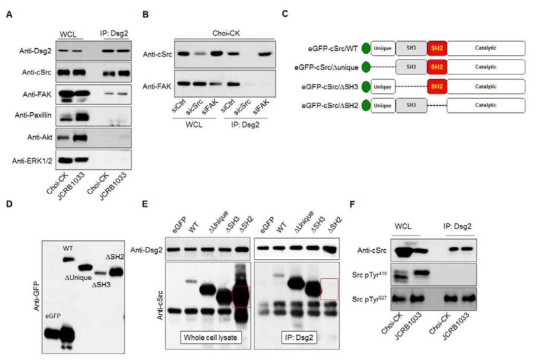 Dsg2와 cSrc-SH2 domain과 결합을 통한 Src kinase 활성 조절 규명