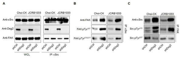 Dsg2 발현 손실에 의한 cSrc과 FAK 결합력 증가 확인