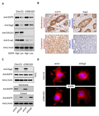 EGFR과 Dsg2 발현의 상관관계성