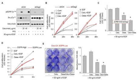 Src kinase 표적 항암제 유용성 확인, in vitro