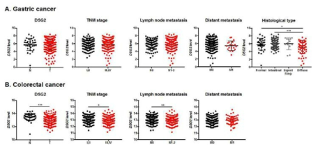 위암과 대장암의 TCGA 데이터 분석에 따른 DSG2의 발현