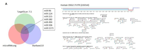 Dsg2 타겟 microRNA들의 동정
