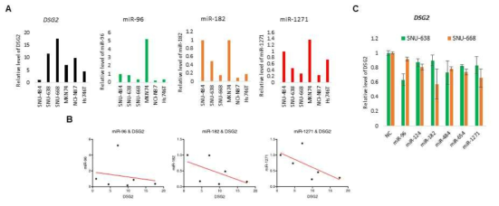 위암세포주에서 Dsg2와 후보 타겟 microRNA들의 발현 분석
