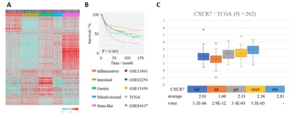 위암 TCGA 데이터에서 분자아형별 분류 시스템 및 CXCR7의 발현 분석