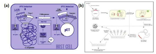 단백질 발현 시스템, (a) 대장균을 이용한 단백질 발현시스템; (b) 곤충세포를 이용한 단백질 발현 시스템