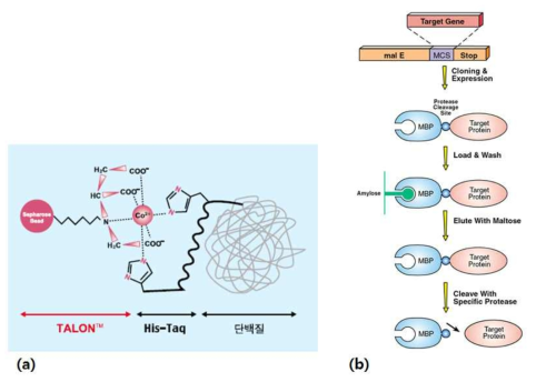 Histidine tag과 Maltose binding protein tag을 이용한 PTP의 정제에 대한 모식도