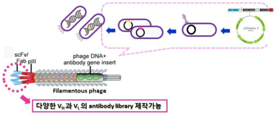 Phage display를 이용한 scFv 라이브러리 선별