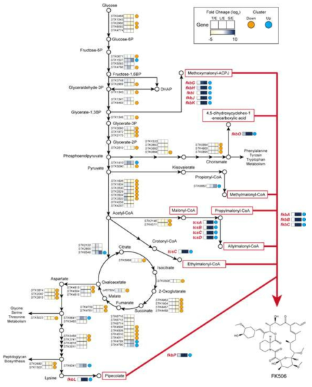 일차대사경로부터 FK506 생산 경로까지 연결된 총 대사 경로의 전사체 변화