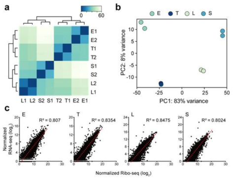 Ribo-seq의 품질 검증. (a) Clustering을 통한 RNA-seq 데이터 재현성 확인. (b) PCA 분석을 통한 RNA-seq 데이터 재현성 확인. (c) 전사체와 번역체의 상간관계 분석