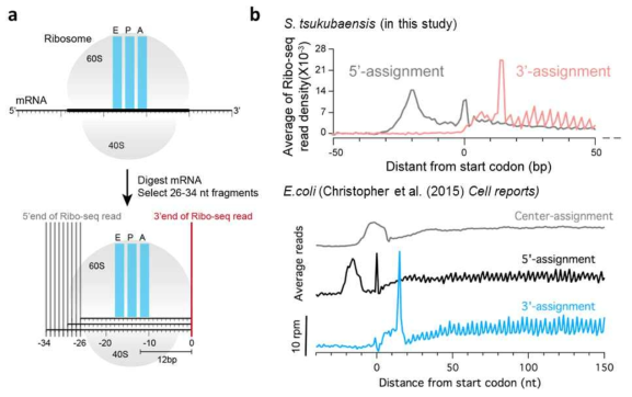 방선균 Ribo-seq 데이터의 resolution 확인. (a) Ribo-seq library 제작 중 read의 5’과 3’ end의 resolution 차이가 발생할 수 있는 과정 모식도. (b) S. tsukubaensis의 Ribo-seq resolution과 기존에 보고된 E. coli의 Ribo-seq resolution 비교