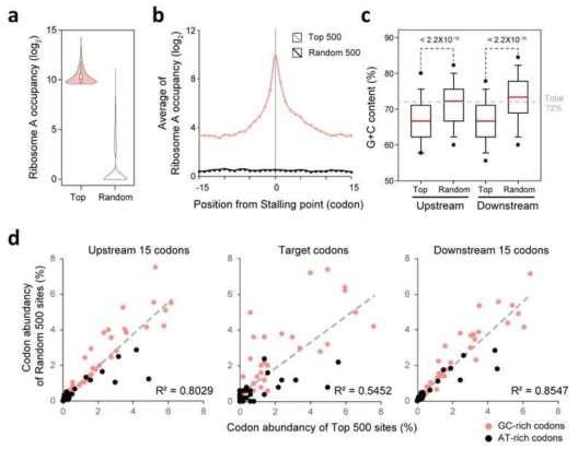 S. tsukubaensis 번역 과정 중 리보솜이 멈추는 위치의 특징 분석. (a) 리보솜 A occupancy 값 상위 및 랜덤 500개 코돈의 리보솜 A occupancy 값 분포. (b) 상위 및 랜덤 500개 코돈 근처의 리보솜 A occupancy 분포. (c) 상위 및 랜덤 500개 코돈 근처의 G+C content 분석. (d) 상위 및 랜덤 500개 코돈 근처의 64개 코돈 분포