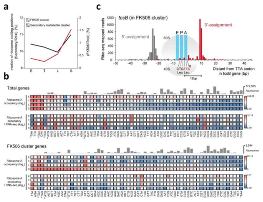 FK506 생합성 클러스터 내의 Ribosome 멈춤 위치. (a) 이차대사산물 생산 클러스터와 FK506 생산 클러스터 내의 Ribosome 멈춤 위치 밀도 변화. (b) 전체코돈과 FK506 클러스터 내의 코돈들의 Ribosome A occupancy 평균 값. (c) tcsB 유전자 내 TTA 코돈에서의 Ribosome 멈춤 현상