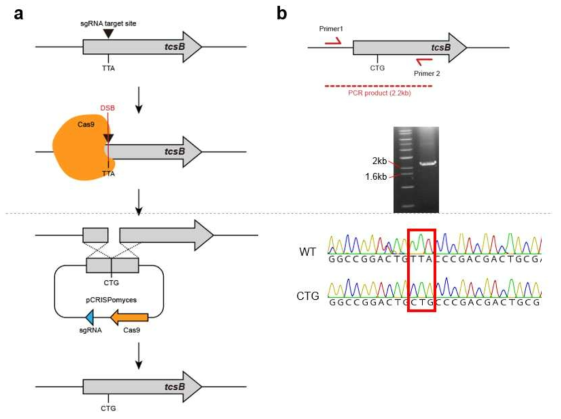 CRISPR/Cas9 시스템을 이용한 S. tsukubaensis의 유전체 편집 (a) 유전체 편집 모식도 (b) tcsB 유전자 내 TTA 코돈을 CTG로 치환한 결과