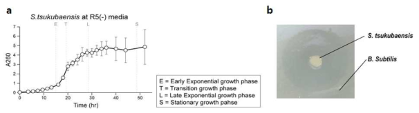 R5(-) media에서의 S. tsukubaensis 배양. (A) R5(-) media에서 S. tsukubaensis의 생장 곡선 (B) S. tsukubaensis의 항생제 생산을 확인하기 위한 B.subtilis와의 Disc assay 결과. (Paper submitted, 2016)