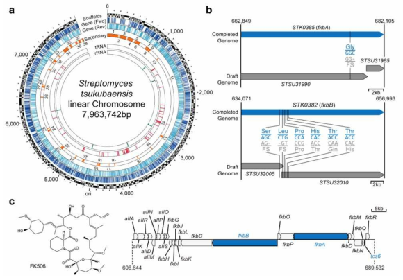 본 연구에서 완성시킨 S. tsukubaensis의 선형 chromosome. (a) S. tsukubaensis의 선형 chromosome. 안쪽부터 첫 번째 줄: rRNA, 두 번째 줄: tRNA, 세 번째 줄: 이차대사물질 유전자 클러스터, 네 번째와 다섯 번째 줄: 유전자, 여섯 번째 줄: 기존에 보고된 959개 스캐폴드의 위치. (b) FK506 생합성 유전자 클러스터 중 본 연구에서 수정한 두 개의 유전자. (c) 최종 수정된 S. tsukubaensis의 FK506 생합성 유전자 클러스터