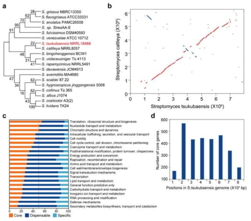 S. tsukubaensis genome의 범유전체학 분석. (a) genome이 완성된 19종 방선균의 16s rRNA 기반 계통수 (b) S. tsukubaensis와 S. cattleya의 완성된 genome 유사성 비교 분석. (c) COG 데이터베이스 기반의 보존된 클러스터 기능 분석 (d) S. tsukubaensis의 선형 유전자 내의 보존된 유전자 분포도