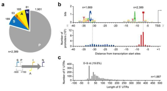 S. tsukubaensis의 genome 스케일 전사 시작 지점 분석. (a) 찾아진 전사 시작지점의 분류. (b) S. tsukubaensis의 프로모터 구조 분석 (c) 5‘-UTR의 길이 분포