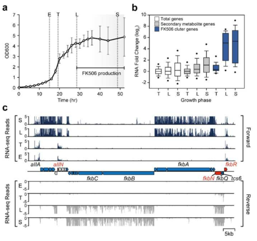 생장에 따른 S. tsukubaensis의 전사체 분석 결과. (a) S. tsukubaensis의 R5(-) 배지에서의 생장 곡선. (b) 전체 유전자, 이차대사물 생산 관련 유전자, FK506 생산 관련 유전자들의 생장에 따른 RNA 발현 변화 분포. (c) FK506 생산 클러스터의 생장에 따른 RNA 발현 프로파일