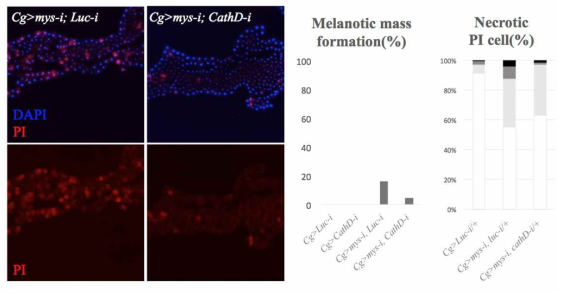 Cathepsin D knockdown reduces melanotic mass formation of integrin-knockdown larvae. Cg>mys-i와 Cg>mys-i 에서 CathD RNAi를 발현시켰을 때 PI staining을 관찰하였다. 또한 이들 유전형의 개체와 Cg>Luciferase-i 그리고 Cg>CathD-i에서 melanotic mass를 가진 개체의 비율을 구하였다. Cg>Luciferase-i 와 Cg>CathD-i는 negative control로 사용되었다. 오른편 정량분석 그래프의 경우, PI staining의 정도에 따라 4단계로 분류하여 세포의 수를 센 뒤 비율을 구하였다. 핵(DAPI)와 PI의 형광이 겹침(검은색), 세포질에 전체적으로 진하게 염색됨(진한회색), 세포질에 연하게 염색됨(연한회색), 신호 없음(흰색)으로 나타냈다