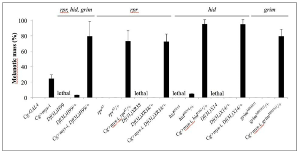 Reduciton of the gene dosage of the pro-apoptotic genes reaper, grim, or hid enhances melanotic encapsulation phenotypes. cg-GAL4 UAS-mys RNAi의 상태에서 reaper, grim, hid가 동시에 결여된 deficiency인 H99을 heteroygous하게 두었을 때 melanotic encapsulation이 증가하였다. 이를 확인하기 위해 reaper, grim, hid 세 유전자에 대한 각각의 deletion 또는 mutant allele을 heterozygous하게 두면 각각의 경우 모두 melanotic encapsulation이 증가하는 것을 다시 한번 확인하였다. 따라서 apoptotic process를 억제하면 melanotic mass phenotype이 enhancing된다고 볼 수 있다