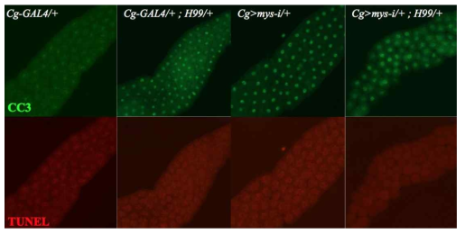 여러 다른 genotype에서 apoptosis level을 분석함. apoptotic caspase의 활성을 알아볼 수 있는 cleaved caspase 3 (CC3)에 대한 항체로 염색하였으며 (red), 또한 TUNEL assay (green)로도 확인하였다
