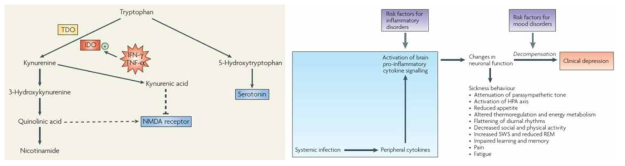 Inflammatory cytokine들이 우울증의 병태생리를 설명하고 항우울제의 치료반응을 저해하는 기전: From inflammation to sickness and depression: when the immune system subjugates the brain