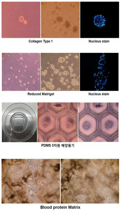 다양한 방법으로 3차원 배양한 후 형태학적 관찰