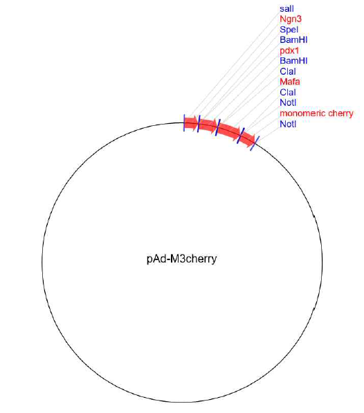 pAd-M3 cherry이 모식도