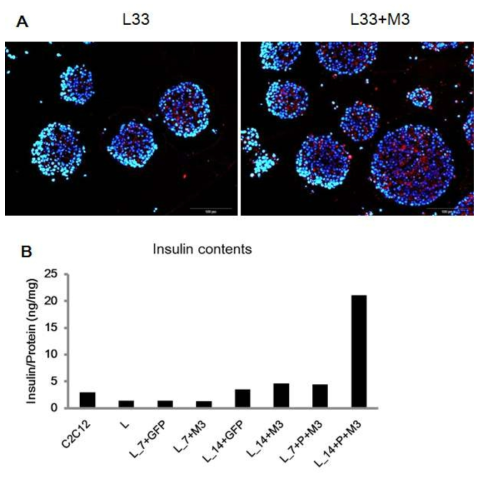 장내분비세포주 중 L33 클론에서 3차원배양과 Adv-M3 (M3) 감염. A. 인슐린 염색 (빨강: 인슐린, 파랑: DAPI), B. 세포내 인슐린 양