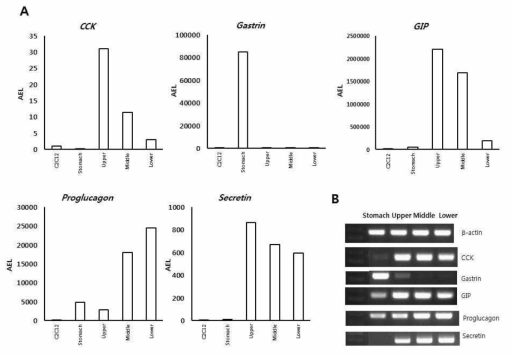 마우스의 위와 소장에서의 장호르몬 발현 분포. A. quantitative RT-PCR B. conventional RT-PCR