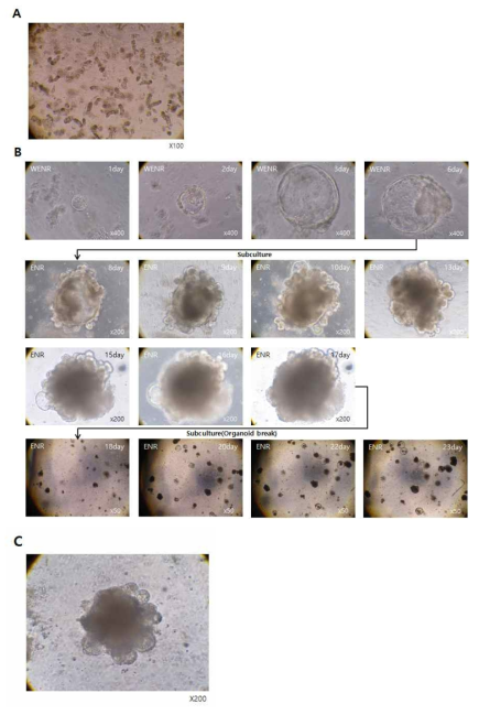 Matrigel을 이용한 쥐 소장 Organoid 3D 배양. A. 소장 상피 줄기세포가 포함된 crypt를 Matrigel에 분주. B. 배양액 조성 변경 및 Organoid 배양 및 계대배양 후 일자 별로 형태 관찰. C. 계대배양 후 Organoid가 다시 Budding된 형태 확인. WENR 배양액 : Wnt, Egf, Noggin, R-spondin-1