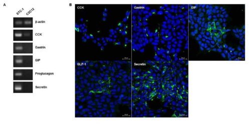 STC-1 세포에서 장호르몬의 발현. A. RT-PCR, B. 면역염색법 (초록: 해당 장호르몬, 파랑: DAPI)