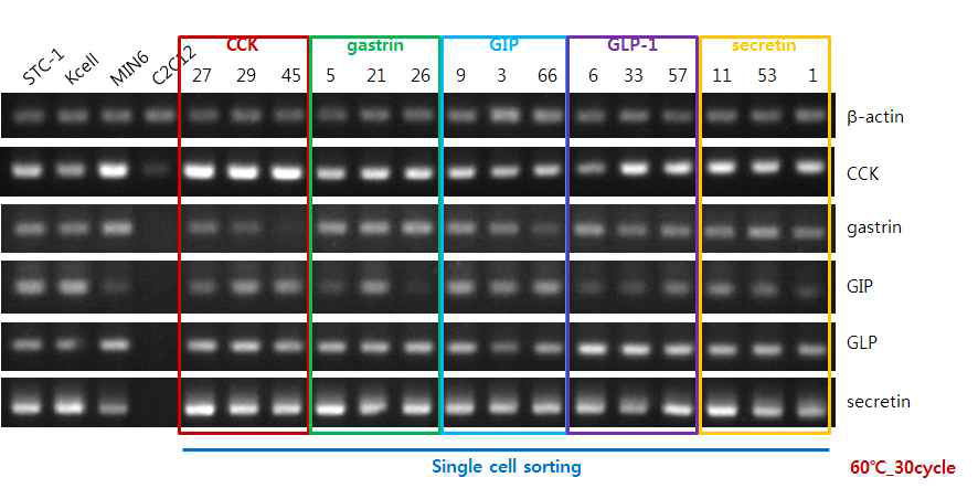 RT-PCR. STC-1 세포로부터 분리된 단일 세포주에서 장내내분비 호르몬들의 발현조사