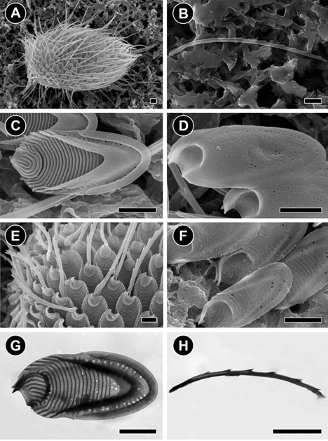 Cell, scale and bristle morphologies of M. marina Dongho031817J (A-F: SEM, G-H: TEM). (A) SEM image showing obovoid cell covered by scale and bristle. (B) SEM image showing serrated bristle. (C) SEM image showing top surface of the body scale having posterior submarginal rib, pores along the posterior rib, struts, transverse rib, dome with secondary structure. (D) SEM image showing bottom surface of body scale having small pores that irregularly arranged and encircling the scale perimeter. (E) SEM image showing double serrates and twisted shaft base. (F) SEM image showing the bottom surface of body scales. (G) TEM image of the body scale. (H) TEM image of the bristle. Scale bars represent: A-H, 1 μm