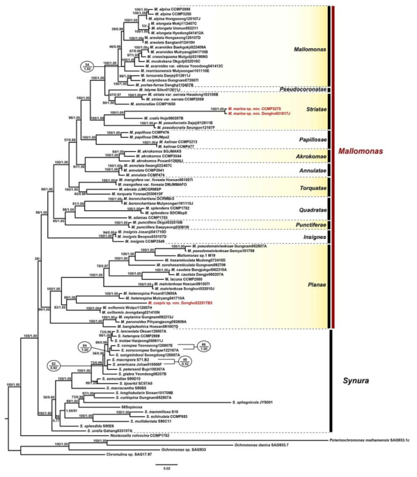 Maximum-likelihood tree of the genus Mallomonas based on a combined nuclear SSU and LSU rDNA and plastid LSU rDNA, rbcL and psaA sequence data. The maximum-likelihood bootstrap (MLBS) and Bayesian posterior probability (pp) are shown on the each node. The scale bar indicates the number of substitutions/site