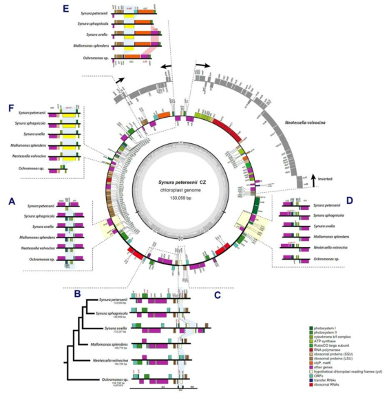 Circular map of the plastid genome of Synura petersenii. The gene content and arrangement of the synurophycean plastid genomes examined herein are identical, with the exception of the six syntenic regions shown as A-F. Regions of the N. volvocina genome are shown in gray. The protein coding genes, rRNA and tRNA genes are labeled inside or outside of the circle. The genes are color-coded according to the functional categories in the index